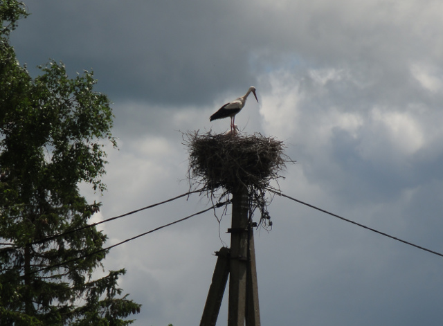 Storken